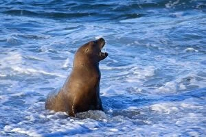 Southern / South American Sea Lion - adult coming
