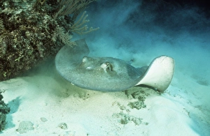 Images Dated 26th August 2008: Southern Stingray