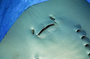 Images Dated 26th August 2008: Southern Stingray Grand Cayman Island