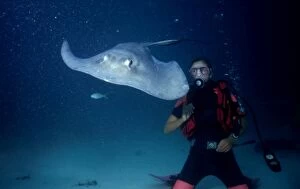 Americana Gallery: Southern Stingray and Scuba Diver