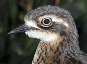 Southern stone curlew