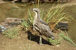 Curlews Prints: Southern Stone Curlew