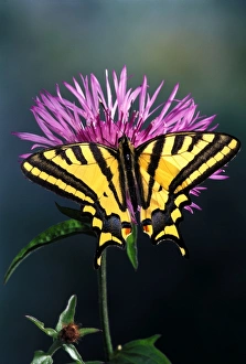 Images Dated 11th May 2007: Southern Swallowtail Europe