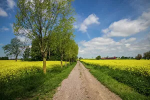 Images Dated 12th January 2020: Southern Sweden, Boste lage, country road with yellow flowers, springtime Date: 23-05-2019