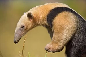Images Dated 19th July 2010: Southern Tamandua / Collared Anteater / Lesser