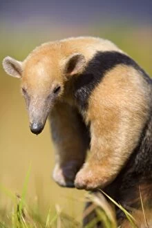 Images Dated 19th July 2010: Southern Tamandua / Collared Anteater / Lesser