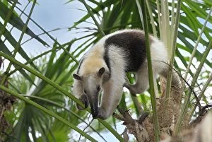 Images Dated 10th February 2006: Southern Tamandua or Lesser Anteater Belize