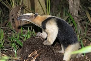 Images Dated 10th February 2006: Southern Tamandua or Lesser Anteater with termite nest Belize