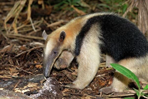 Southern Tamandua or Lesser Anteater - with termite nest