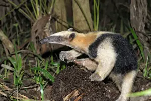 Southern Tamandua or Lesser Anteater - with termite nest Belize