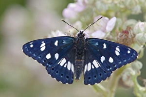 Images Dated 11th July 2011: Southern White Admiral Butterfly - bramble flower