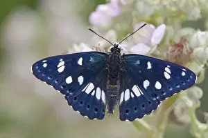 Bramble Prints: Southern White Admiral Butterfly - bramble flower - controlled conditions