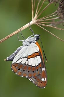Southern White Admiral Butterfly - controlled conditions