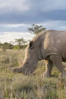 Images Dated 15th April 2007: Southern White Rhinoceros