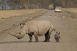 Southern White Rhinoceros - adult with 1 week old