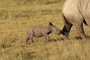 Southern White Rhinoceros - adult with 1 week old calf