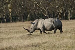 Southern White Rhinoceros - adult