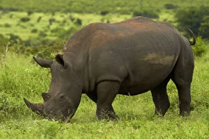 Images Dated 17th March 2014: Southern white rhinoceros (Ceratotherium)
