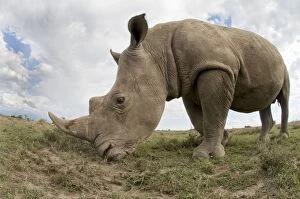 Images Dated 16th April 2007: Southern White Rhinoceros - feeding