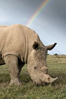Images Dated 16th April 2007: Southern White Rhinoceros - feeding - with rainbow