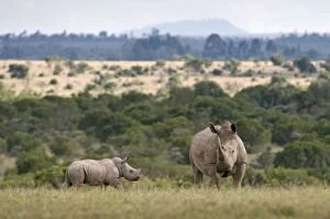 Images Dated 14th October 2008: Southern White Rhinoceros - mother and calf