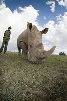 Images Dated 16th April 2007: Southern White Rhinoceros - wild animal with ranger