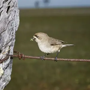 Southern Whitface