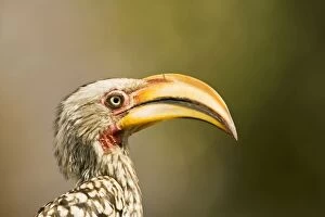 Images Dated 13th October 2007: Southern Yellow Billed Hornbill