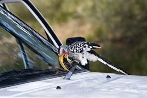 Southern Yellow-billed Hornbill - Attacking windscreen wiper of vehicle