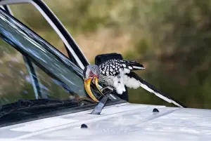 Yellow Billed Prints: Southern Yellow-billed Hornbill - Attacking windscreen wiper of vehicle