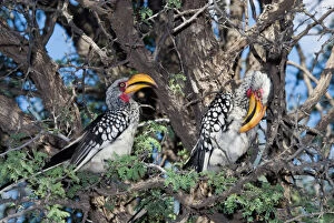 South Africa Collection: Southern Yellow-billed Hornbill - Pair in camelthorn. Endemic in south-west Angola, Namibia