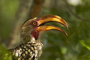 Billed Gallery: Southern Yellow-billed Hornbill (Tockus)