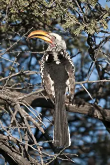 Yellow Billed Prints: Southern Yellow-billed Hornbill - back view sitting in thorn tree - Etosha National Park - Namibia