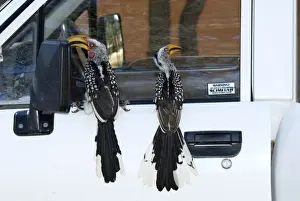 Southern Yellow-billed Hornbills - Perched on vehicle. Endemic in south-west Angola, Namibia, Botswana, Zimbabwe, northern and eastern South Africa. Inhabits savanna and semi-desert. Kgalagadi Transfrontier Park, Northern Cape, South Africa
