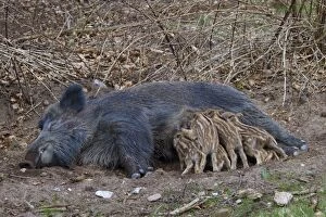 Boar Gallery: Sow suckling Wild Boar sow suckling piglets Germany