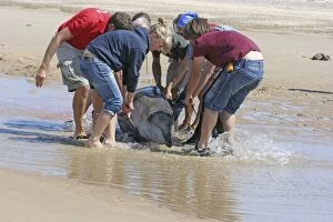 Images Dated 13th August 2009: Sowerby's Beaked Whale - found stranded on Blakeney Point