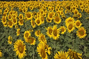 Spain, Andalusia, Cadiz Province. Sunflower