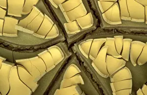 Earth Prints: Spain - Cracked earth in the extreme mineral-rich ground in the area of the Rio Tinto mines