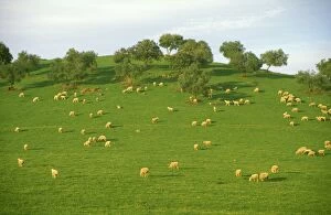 Spain - Flock of sheep at pasture among holm / holly