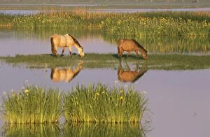 Images Dated 27th May 2010: Spain - Horses in marsh
