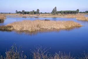SPAIN - Marshes and Stone / Umbrella Pines in the