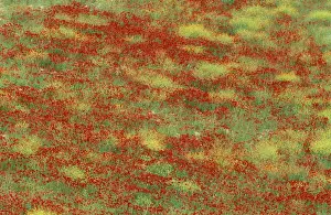Sympathy Prints: Spain - Springmeadow in May with poppies and yellow-flowered annuals (Chrysanthemum sp)