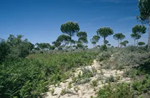Spain - Stone / Umbrella Pine in habitat - Coto Donana National Park