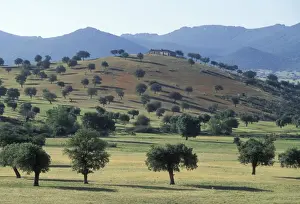 Spain WAT 2893 La ‘Dehesa, Extremadura landscape © M. Watson / ardea. com