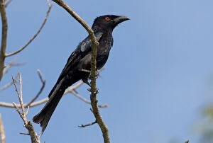 Images Dated 11th May 2007: Spangled Drongo At Little Merten's Falls, Mitchell Plateau, Western Australia