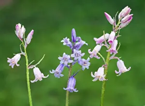 Spanish Bluebell AL 2660 Hyacinthoides hispanica © Ake Lindau / ARDEA LONDON