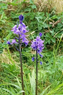 Scilly Isles Prints: Spanish Bluebell DAD 1574 Scilly Isles Endymian hispanicus © David Dixon / ARDEA LONDON
