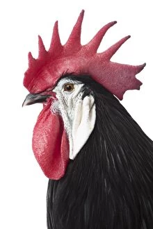 Spanish Chicken Cockerel / Rooster