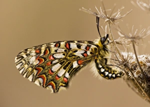 Spanish Festoon Butterfly - on wild carrot Spanish Festoon Butterfly - on wild carrot