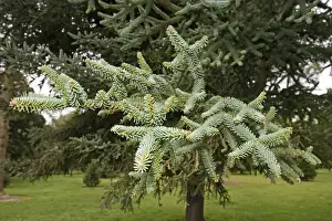 Christchurch Prints: Spanish Fir - Branches and leaves. Christchurch Botanical Gardens - New Zealand